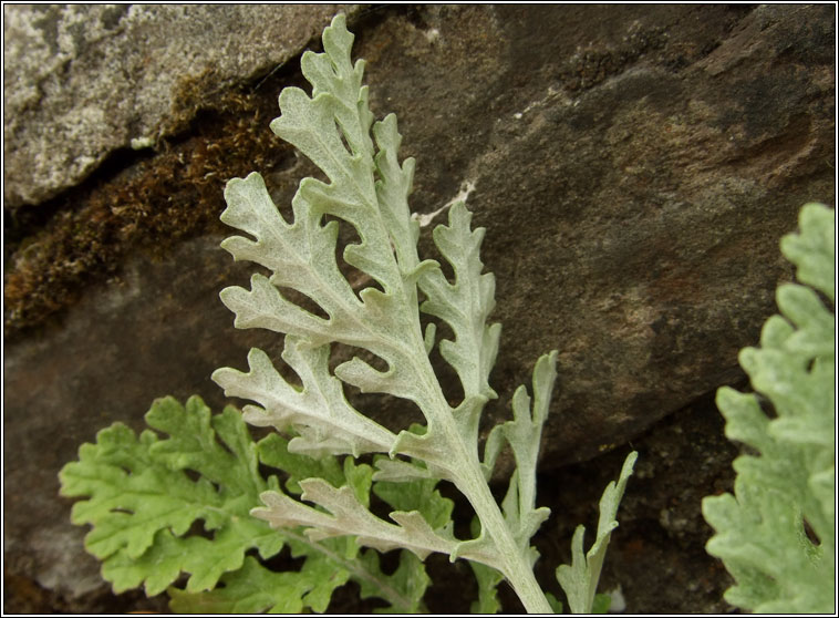 Jacobaea x albescens, Silver Ragwort x Common Ragwort