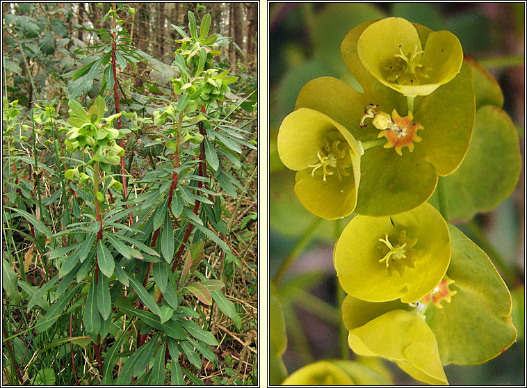 Wood Spurge, Euphorbia amygdaloides, Lus Oilealla