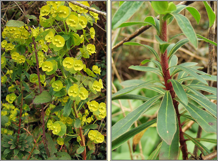 Wood Spurge, Euphorbia amygdaloides, Lus Oilealla