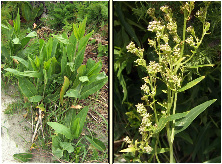 Dittander, Lepidium latifolium, Piobracas