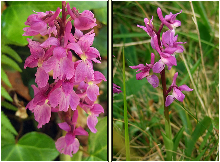 Early Purple Orchid, Orchis mascula, Magairlín meidhreach