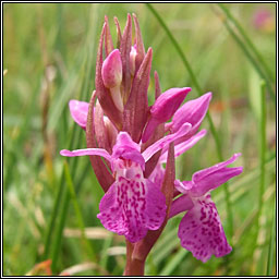 Narrow-leaved Marsh-orchid, Dactylorhiza traunsteinerioides, Magairln caol