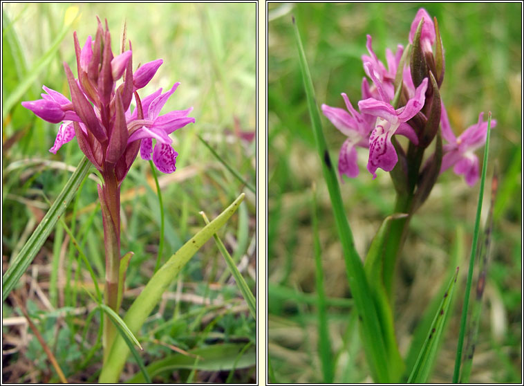 Narrow-leaved Marsh-orchid, Dactylorhiza traunsteinerioides, Magairln caol