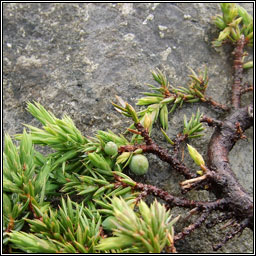 Juniper, Juniperus communis, Aitea