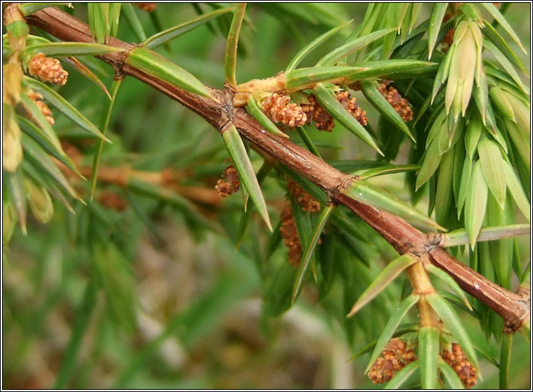 Juniper, Juniperus communis, Aitea