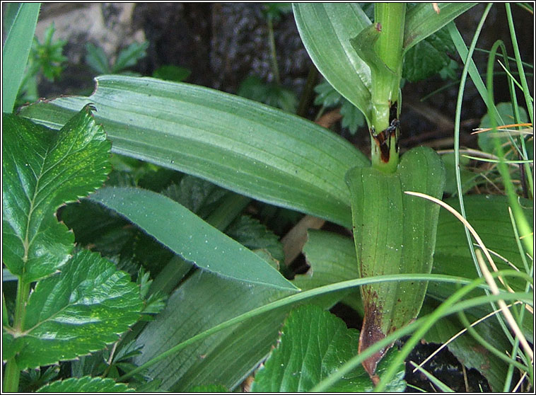 Irish Marsh Orchid, Dactylorhiza kerryensis var kerryensis