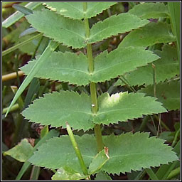 Lesser Water-parsnip, Berula erecta, Rib uisce