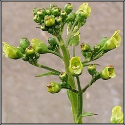 Common Figwort, Scrophularia nodosa var bobartii