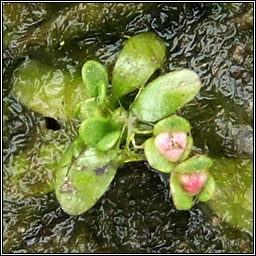 Six-stamened Waterwort, Elatine hexandra, Bosn te
