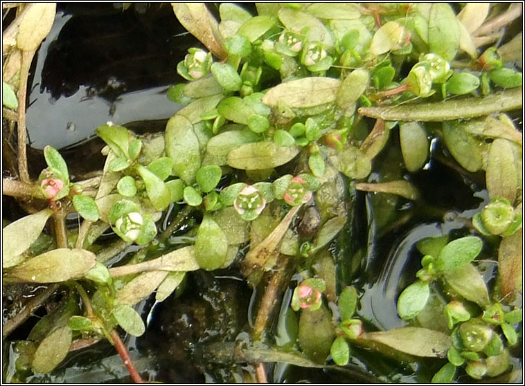 Six-stamened Waterwort, Elatine hexandra, Bosn te
