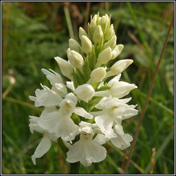 O'Kelly's Spotted-orchid, Dactylorhiza fuchsii subsp okellyi