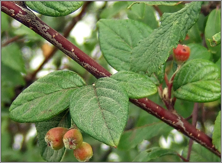 Stern's Cotoneaster, Cotoneaster sternianus