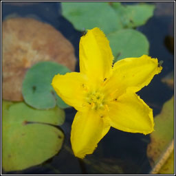 Fringed Water-lily, Nymphoides peltata, Scithn uisce