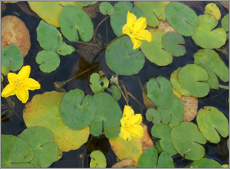 Fringed Water-lily, Nymphoides peltata, Scithn uisce
