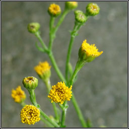 Common Ragwort, rayless variety, Jacobaea vulgaris subsp. vulgaris var. nudus