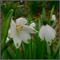 Spring Snowflake, Leucojum vernum