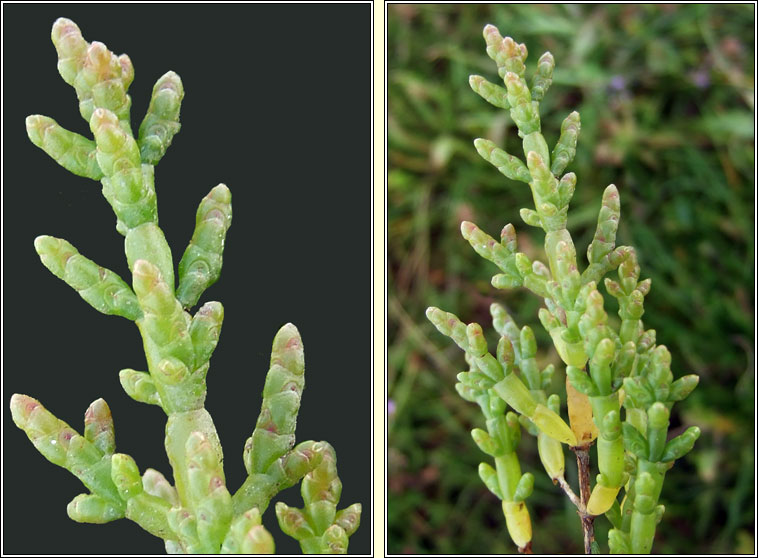 One-flowered Glasswort, Salicornia pusilla