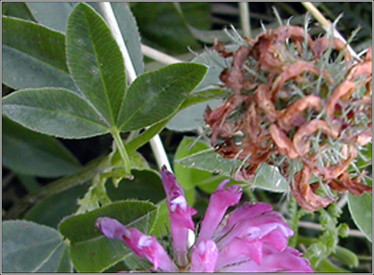Zigzag Clover, Trifolium medium, Seamair sceabhach