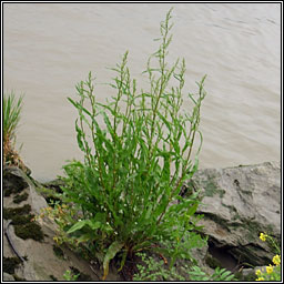 Curled Dock, Rumex crispus subsp uliginosus