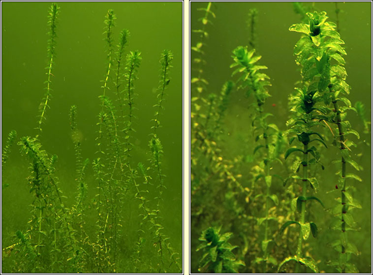 Canadian Waterweed, Elodea canadensis, Tm uisce