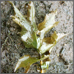 Perfoliate Pondweed, Potamogeton perfoliatus, Drimire uisce