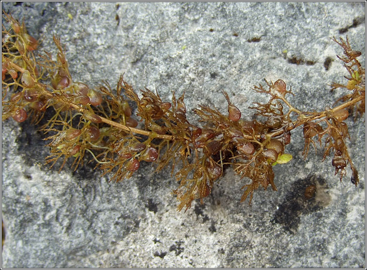 Greater Bladderwort, Utricularia vulgaris, Lus an bhorraigh