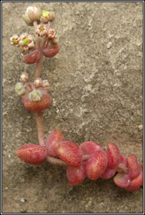 Thick-leaved Stonecrop, Sedum dasyphyllum