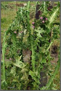 Slender Thistle, Carduus tenuiflorus