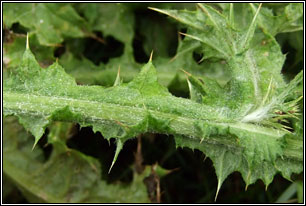Slender Thistle, Carduus tenuiflorus