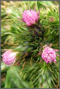 Slender Thistle, Carduus tenuiflorus