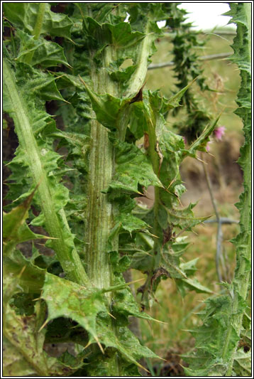 Slender Thistle, Carduus tenuiflorus