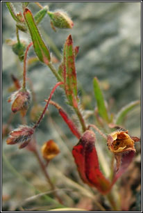 Spotted Rock-rose, Tuberaria guttata