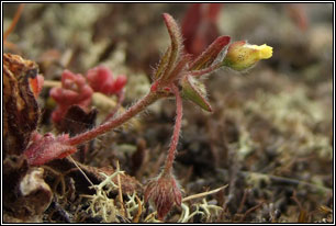 Spotted Rock-rose, Tuberaria guttata