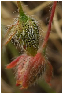 Spotted Rock-rose, Tuberaria guttata