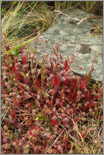 Spotted Rock-rose, Tuberaria guttata