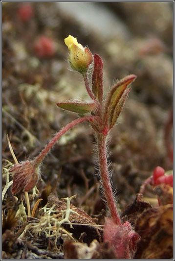 Spotted Rock-rose, Tuberaria guttata