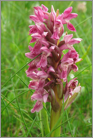 Dactylorhiza incarnata ssp coccinea (apigmentose)