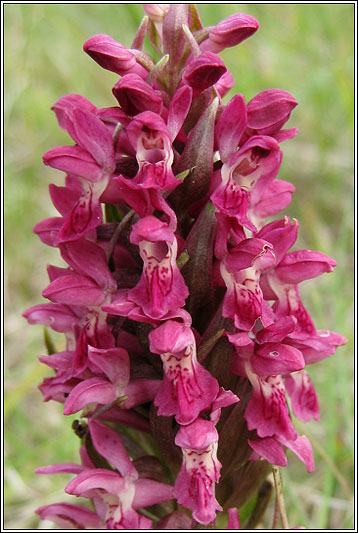 Dactylorhiza incarnata ssp coccinea