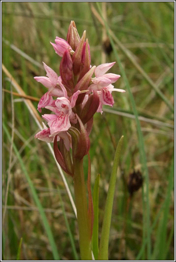 Dactylorhiza incarnata ssp incarnata
