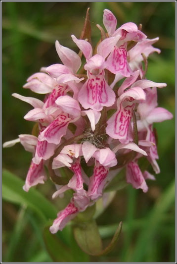 Dactylorhiza incarnata ssp incarnata