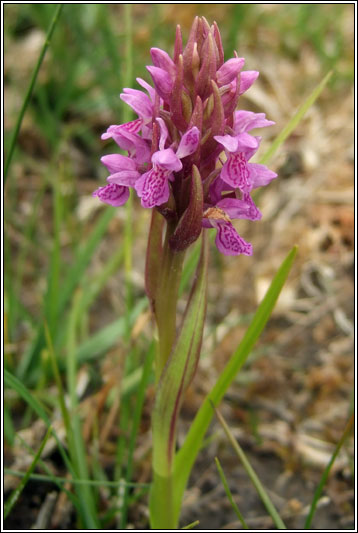 Dactylorhiza incarnata ssp pulchella