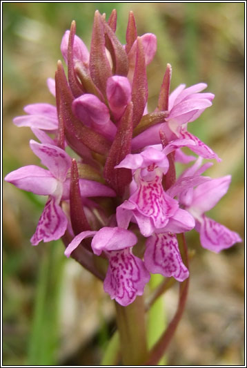 Dactylorhiza incarnata ssp pulchella