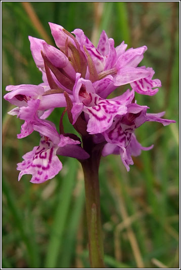 Dactylorhiza x kernerorum, Dactylorhiza incarnata x fuchsii