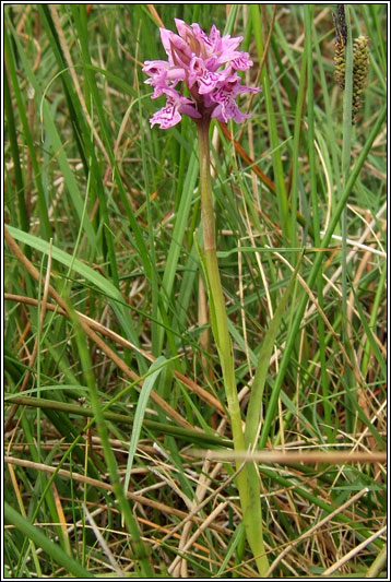 Dactylorhiza x kernerorum, Dactylorhiza incarnata x fuchsii