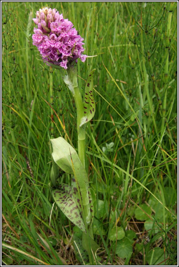Dactylorhiza x kernerorum, Dactylorhiza incarnata x fuchsii