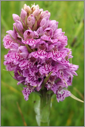 Dactylorhiza x kernerorum, Dactylorhiza incarnata x fuchsii