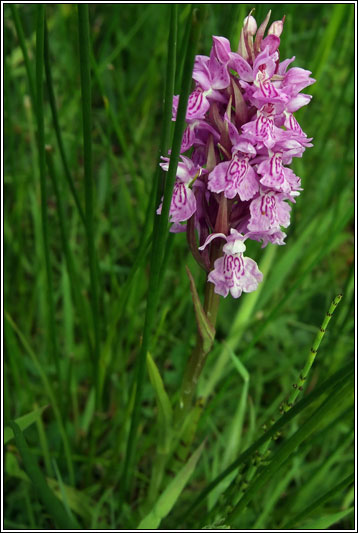 Dactylorhiza x carnea, Dactylorhiza incarnata x maculata