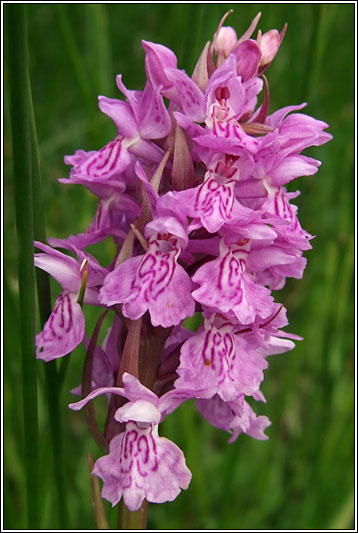 Dactylorhiza x carnea, Dactylorhiza incarnata x maculata