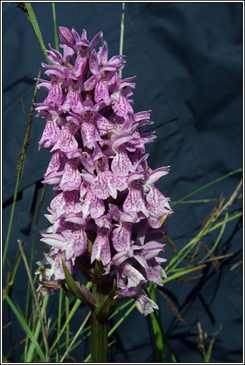Dactylorhiza fuchsii x occidentalis