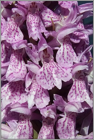 Dactylorhiza fuchsii x occidentalis